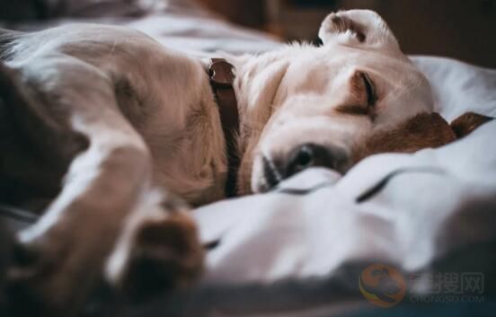 怀孕的狗狗吃什么有营养 适合怀孕狗狗的食物(图1)