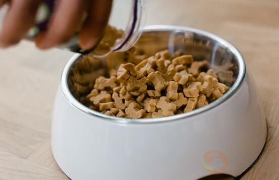 怀孕的狗狗吃什么有营养 适合怀孕狗狗的食物(图2)