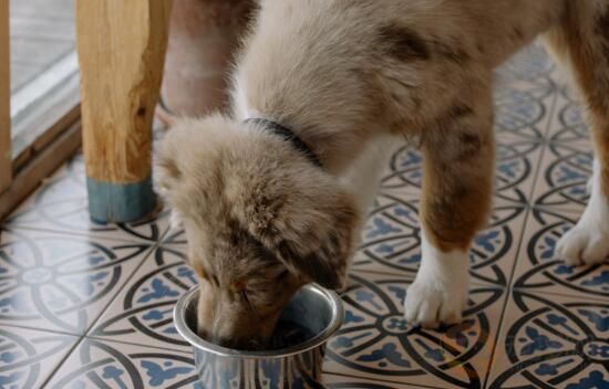 怀孕的狗狗吃什么有营养 适合怀孕狗狗的食物(图4)